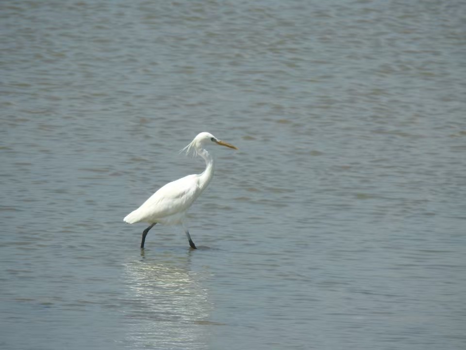 Chinese Egret - ML626492940