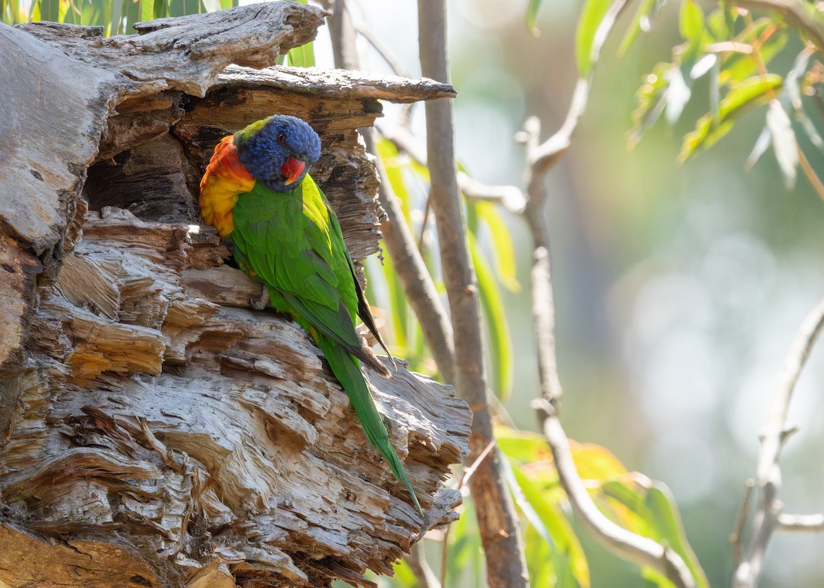 Rainbow Lorikeet - ML626493044
