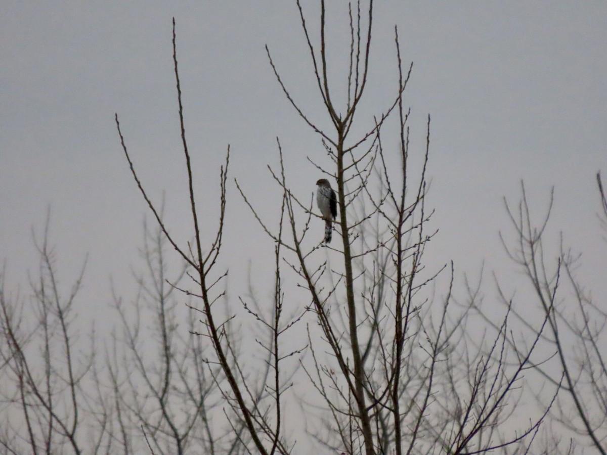 Cooper's Hawk - ML626493127