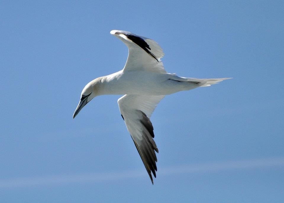 Northern Gannet - ML626493191