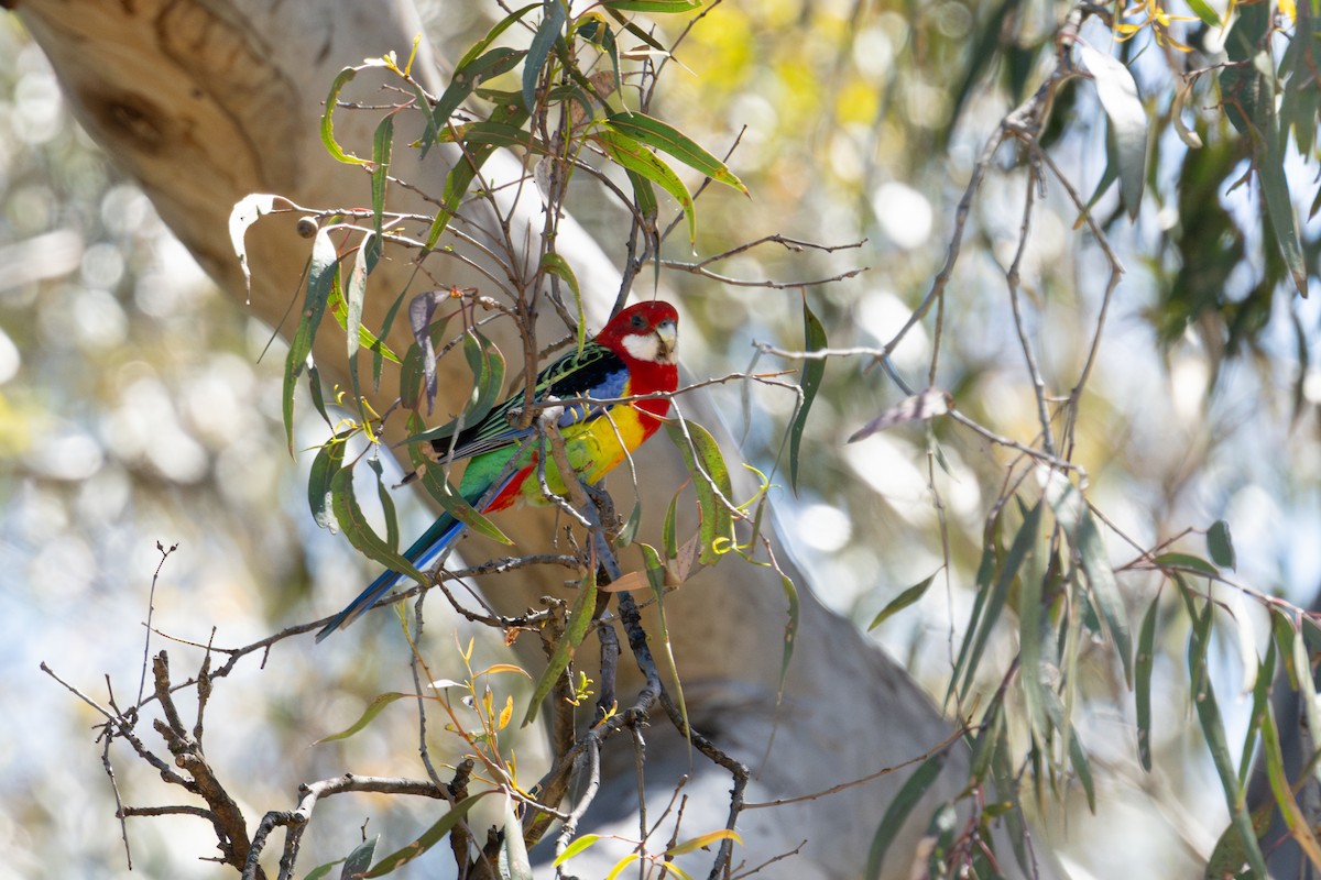 Eastern Rosella - ML626493197