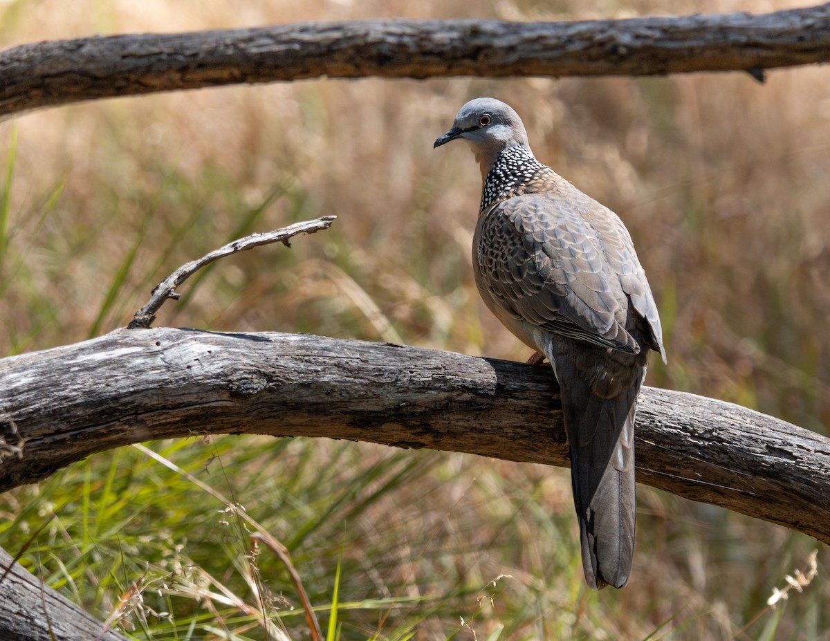 Spotted Dove - ML626493451