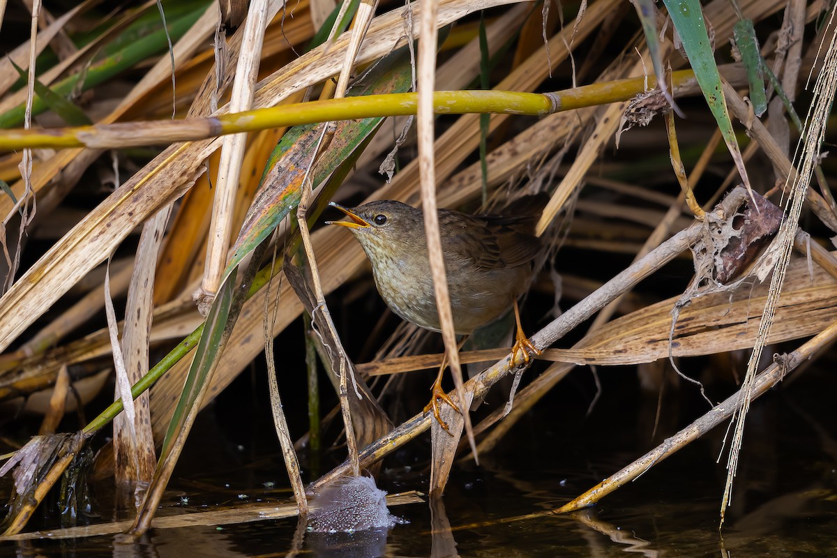 Middendorff's Grasshopper Warbler - Woochan Kwon