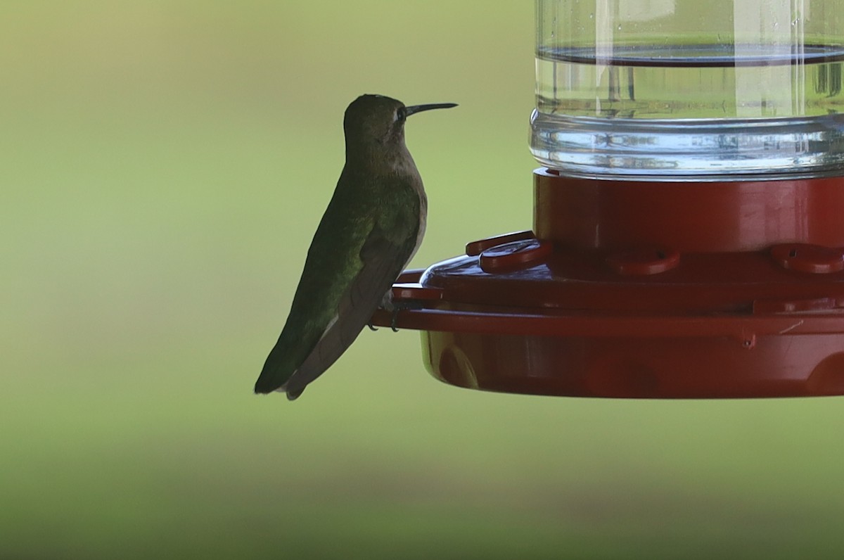 Black-chinned Hummingbird - ML626493624