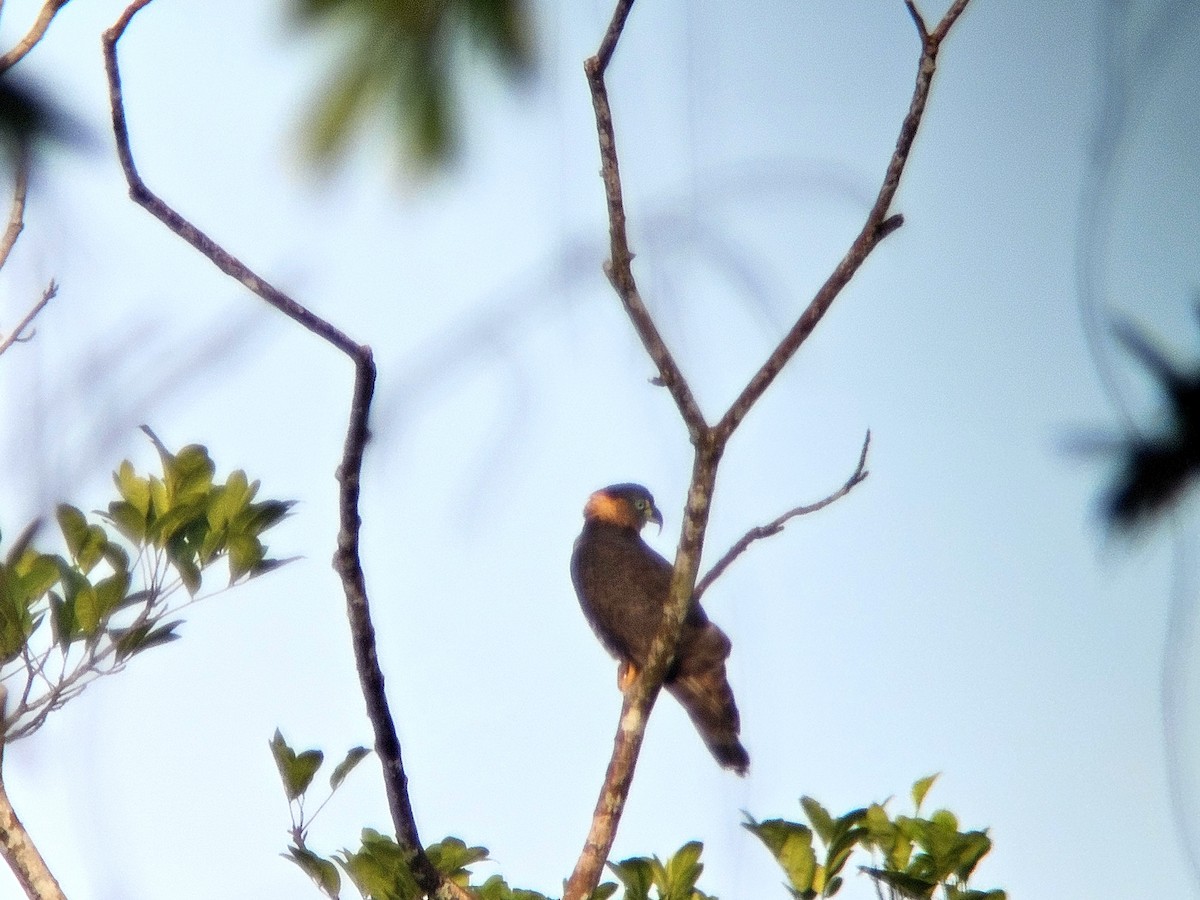 Hook-billed Kite - ML626493682