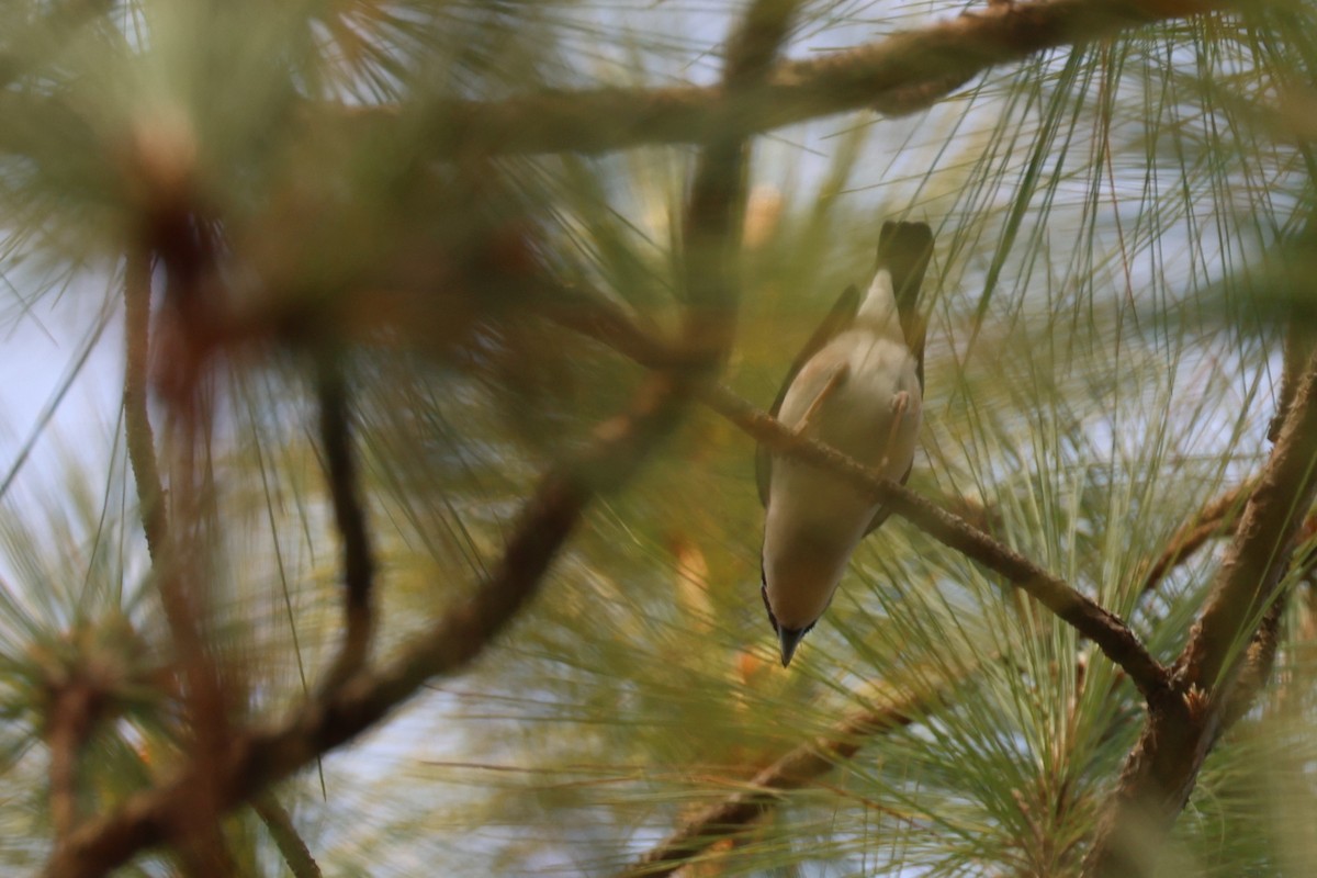 White-browed Shrike-Babbler (Dalat) - ML626493715