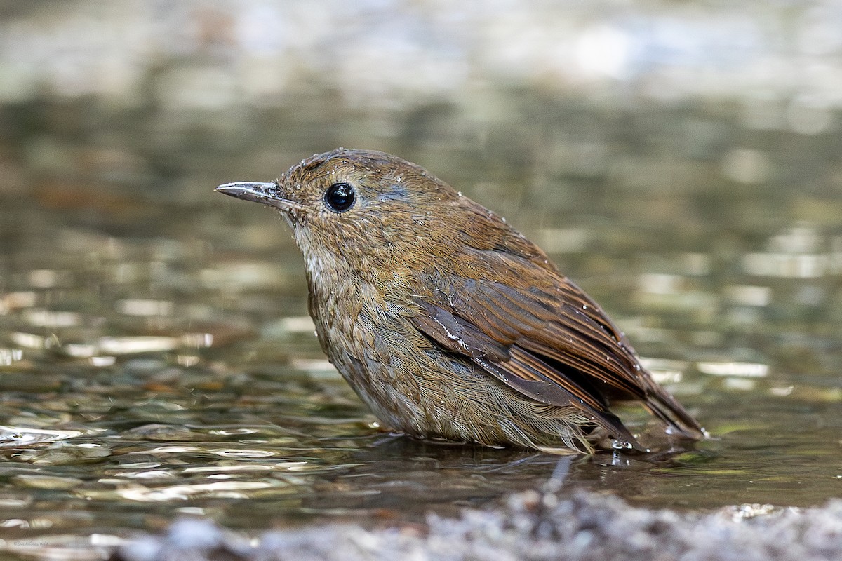 Lesser Shortwing - ML626493810