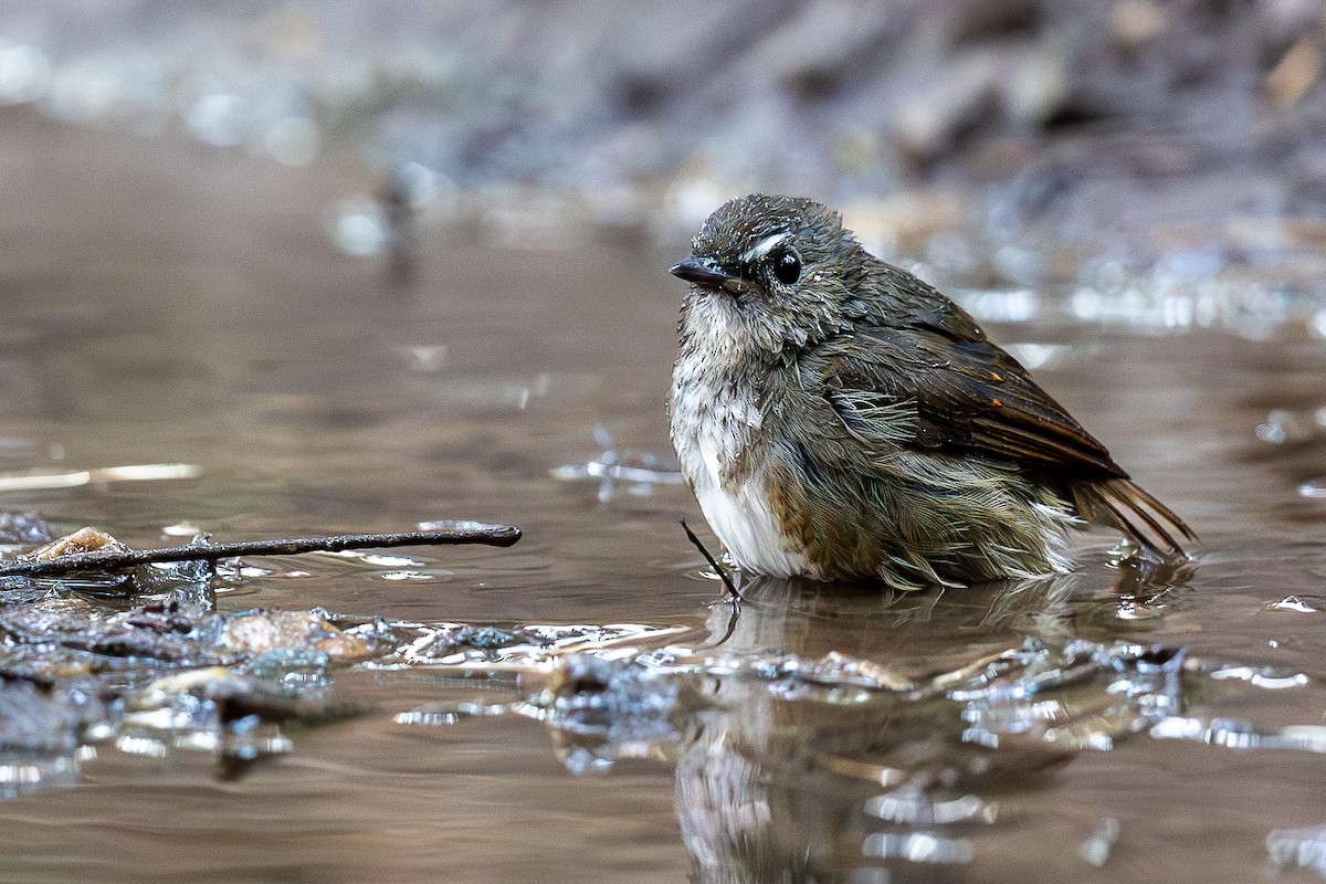 Lesser Shortwing - ML626493811
