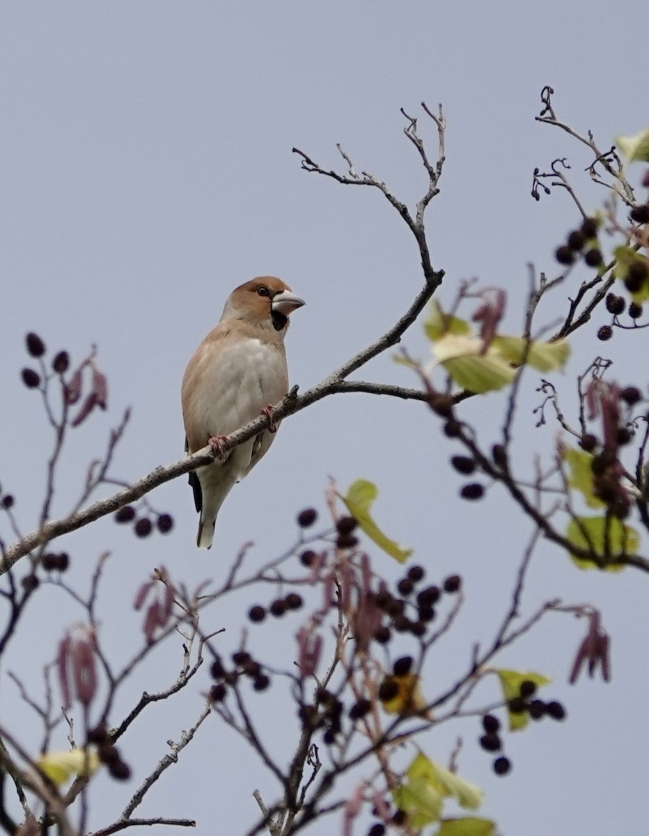Hawfinch - ML626493828