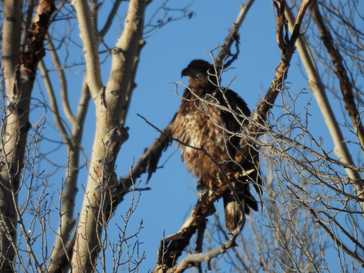 Bald Eagle - ML626493965