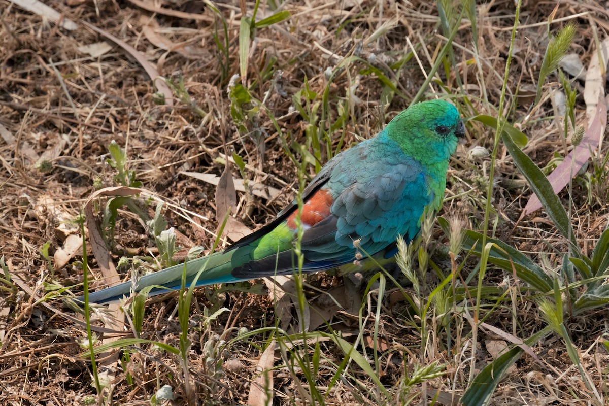 Red-rumped Parrot - ML626494159