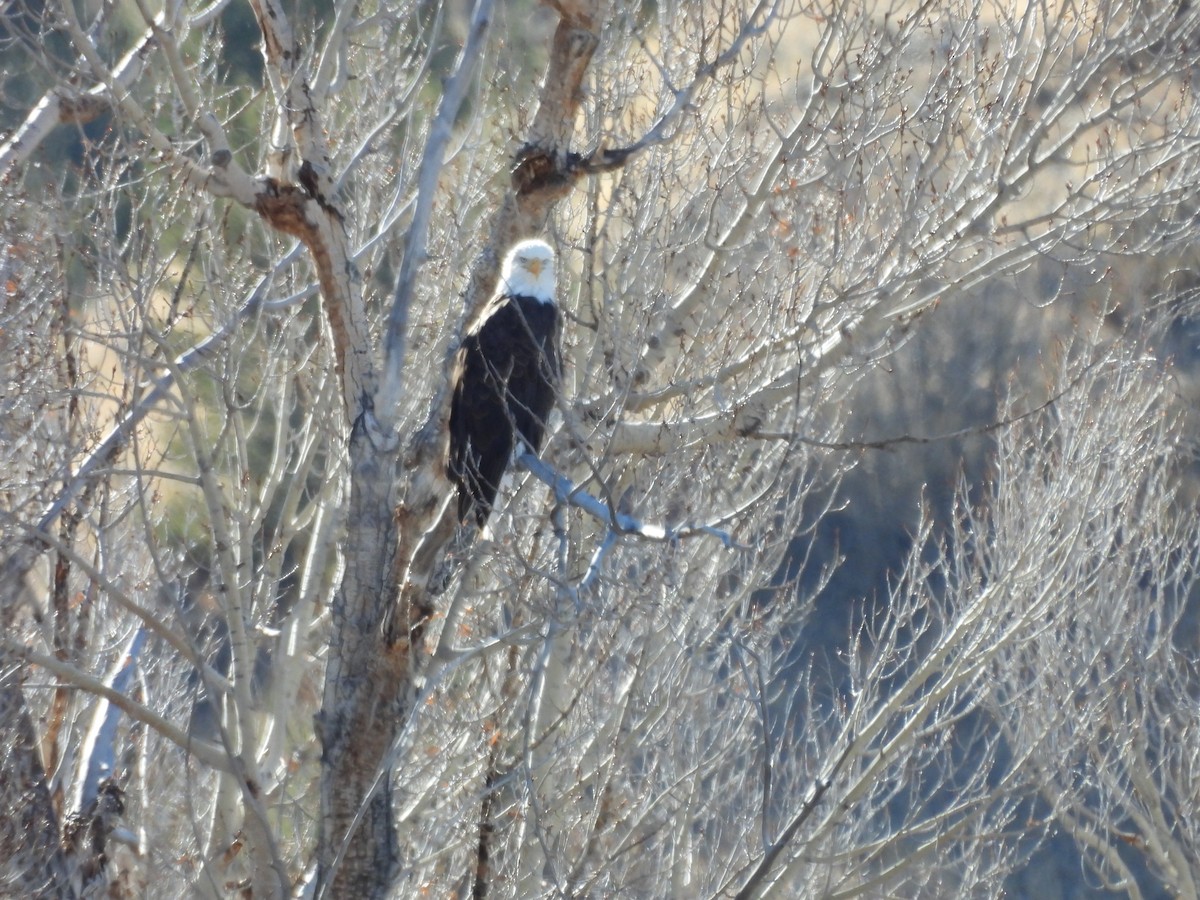 Bald Eagle - ML626494179
