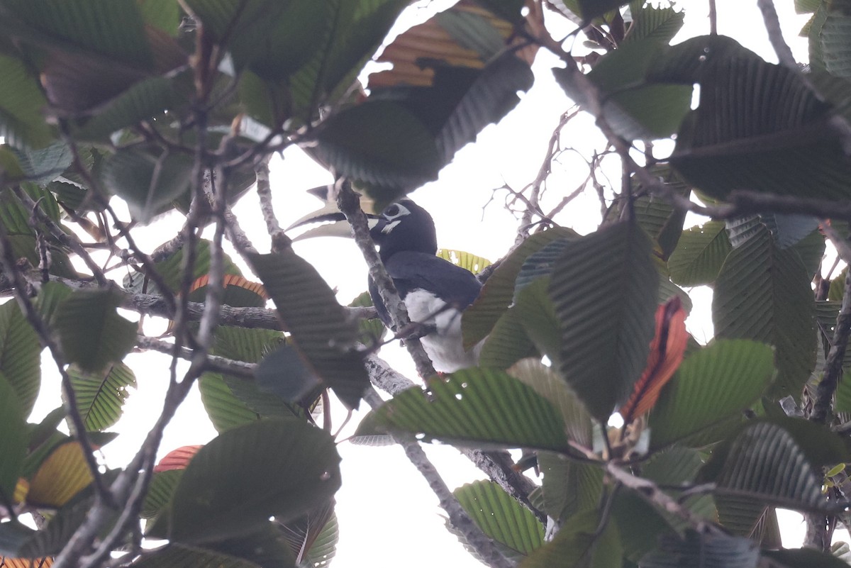 Oriental Pied-Hornbill - ML626494216