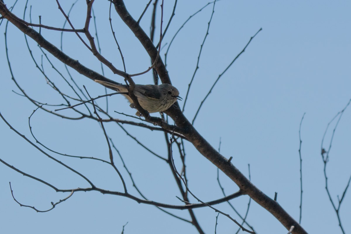Brown Thornbill - ML626494336
