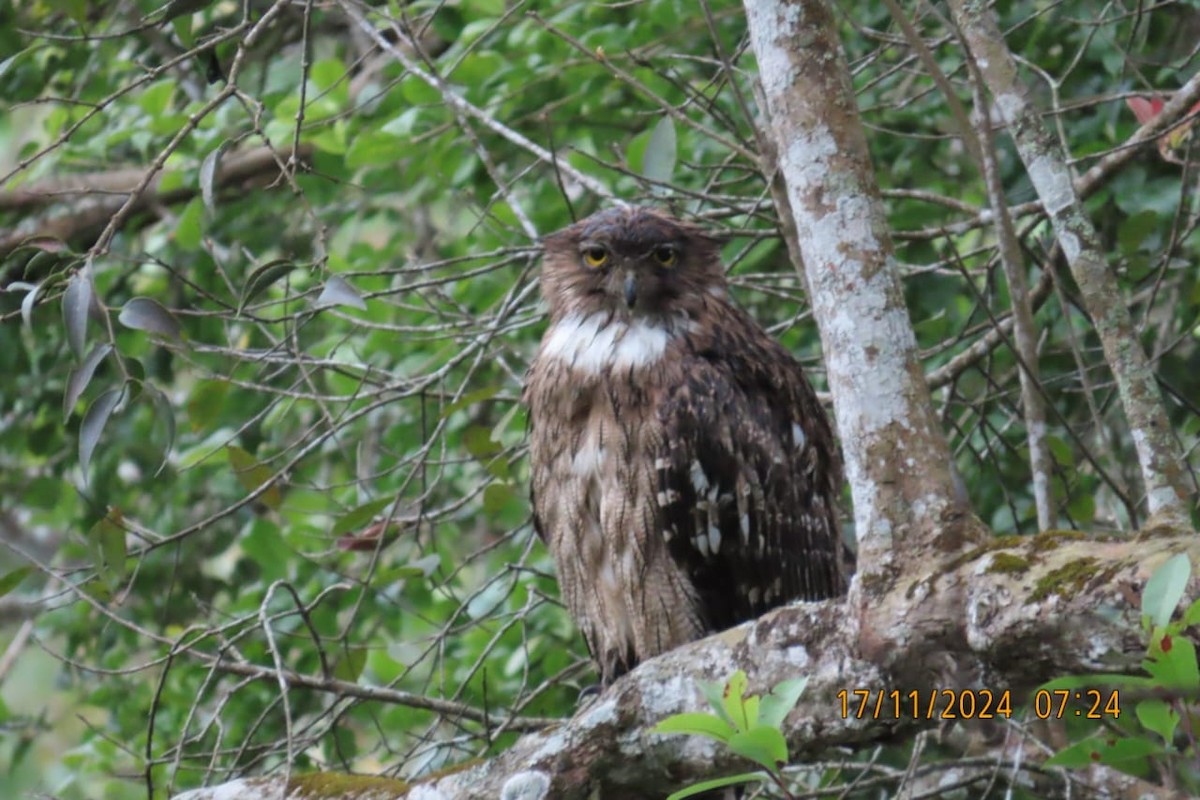 Brown Fish-Owl - ML626494339