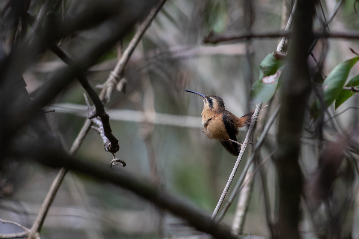 Reddish Hermit - ML626494562