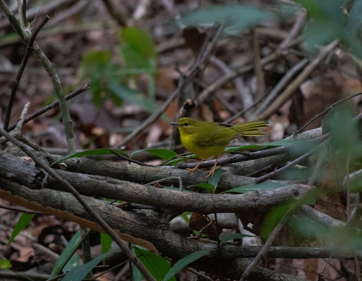 Flavescent Warbler - ML626494583