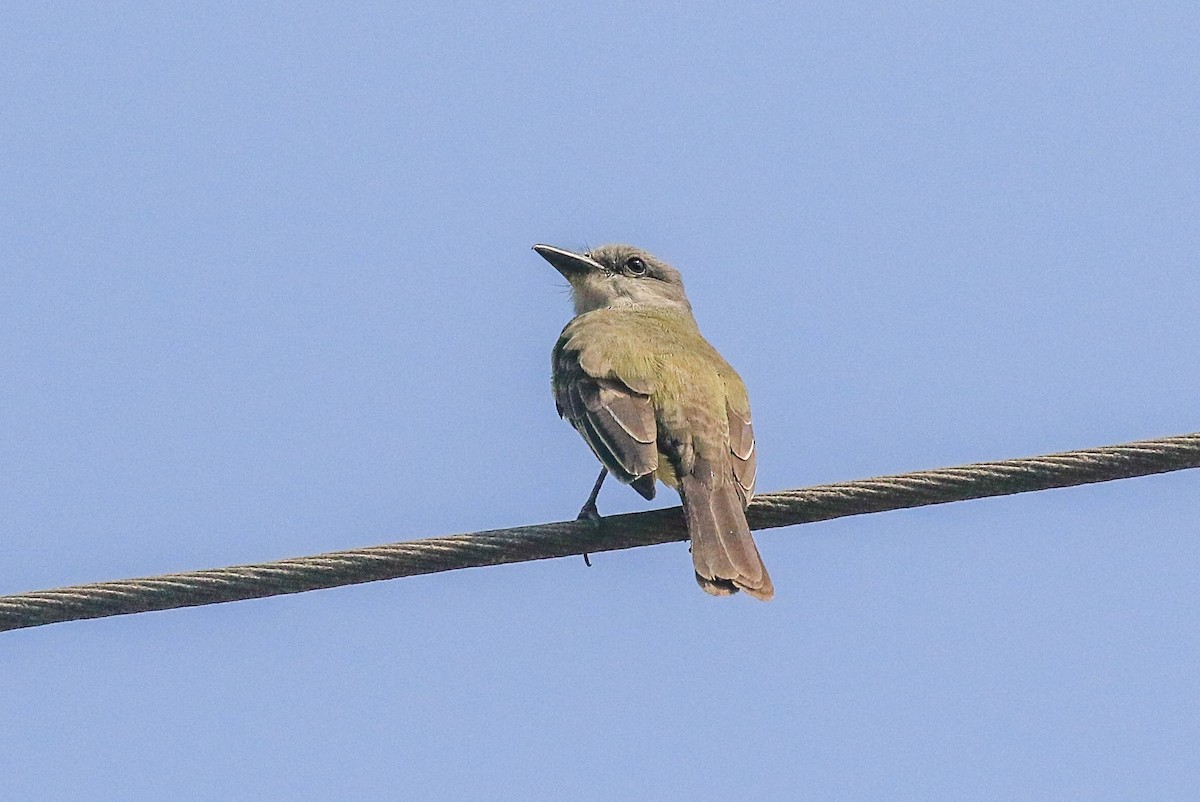 Tropical Kingbird - ML626494594