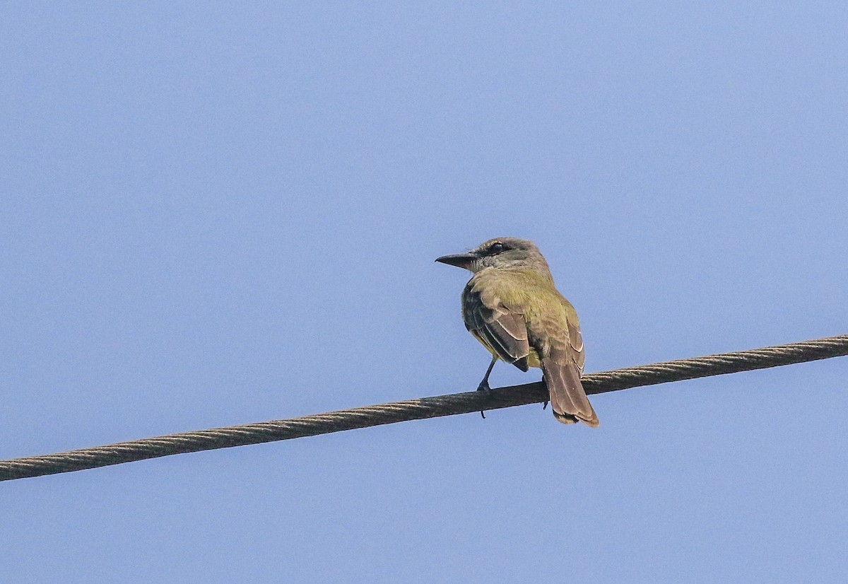 Tropical Kingbird - ML626494595