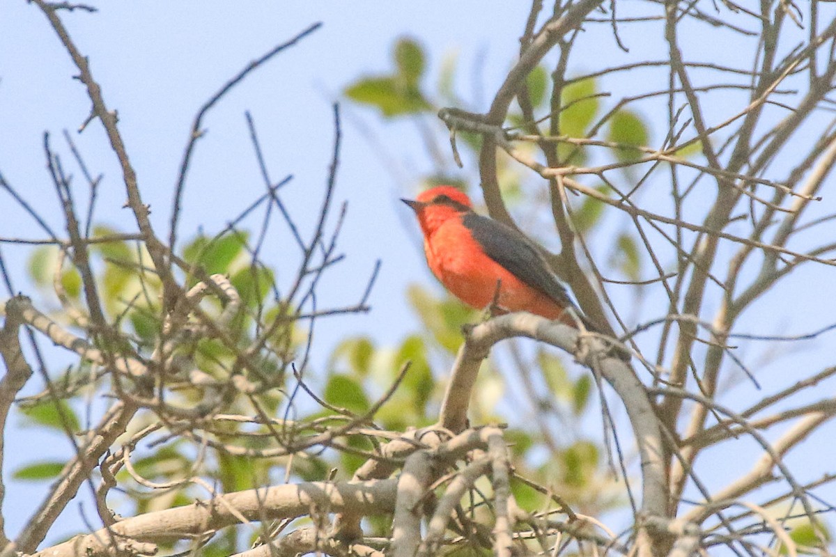 Vermilion Flycatcher - ML626494604