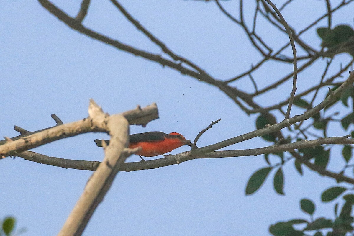 Vermilion Flycatcher - ML626494605