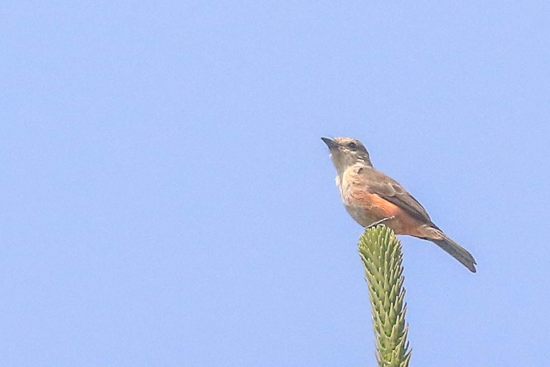 Vermilion Flycatcher - ML626494606