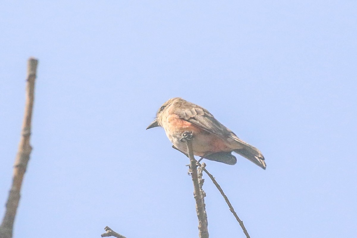 Vermilion Flycatcher - ML626494607