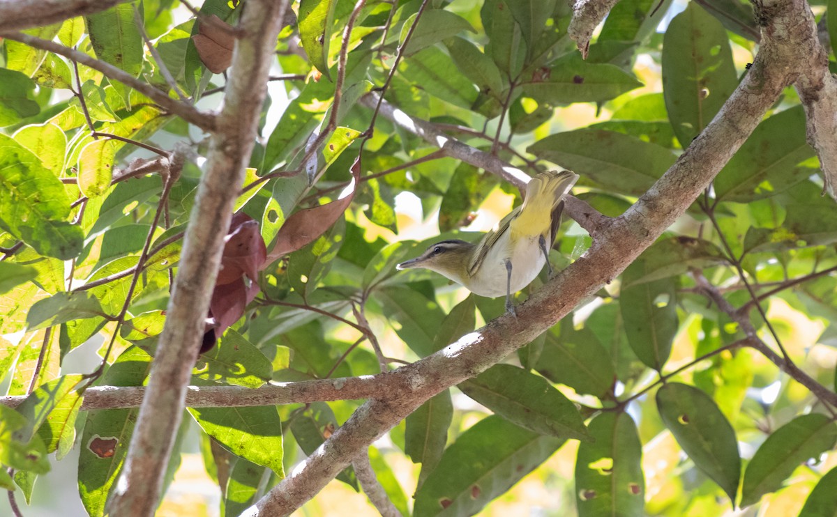 Chivi Vireo - ML626494608