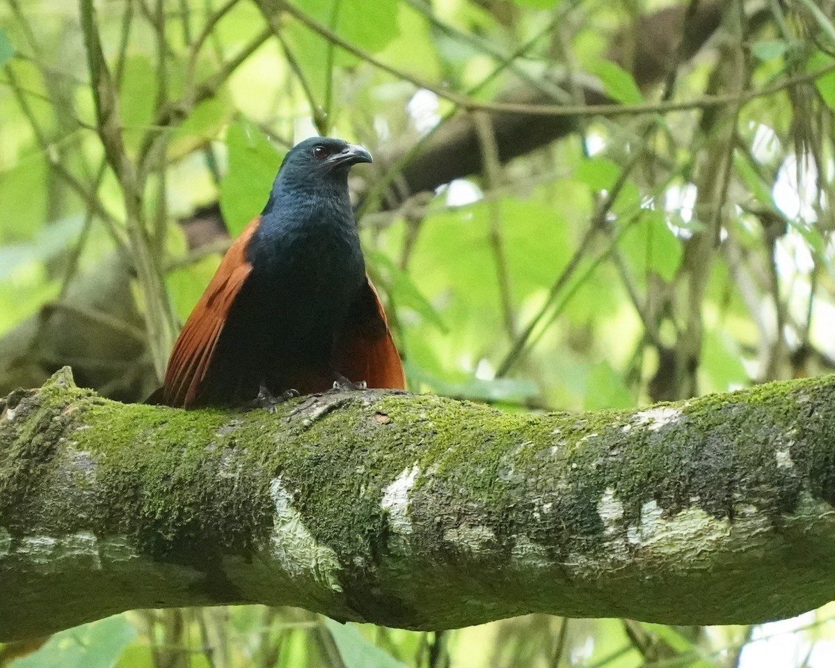 Greater Coucal - ML626494617