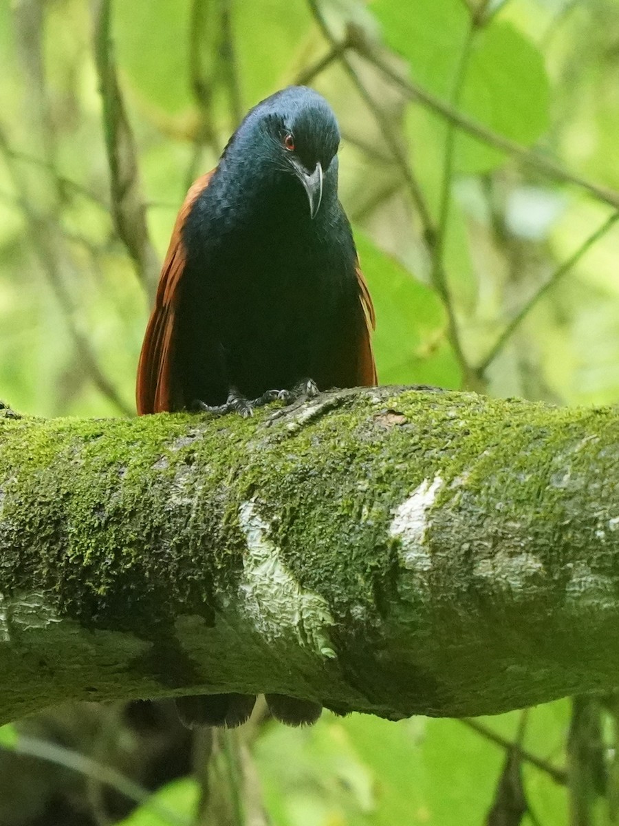 Greater Coucal - ML626494619