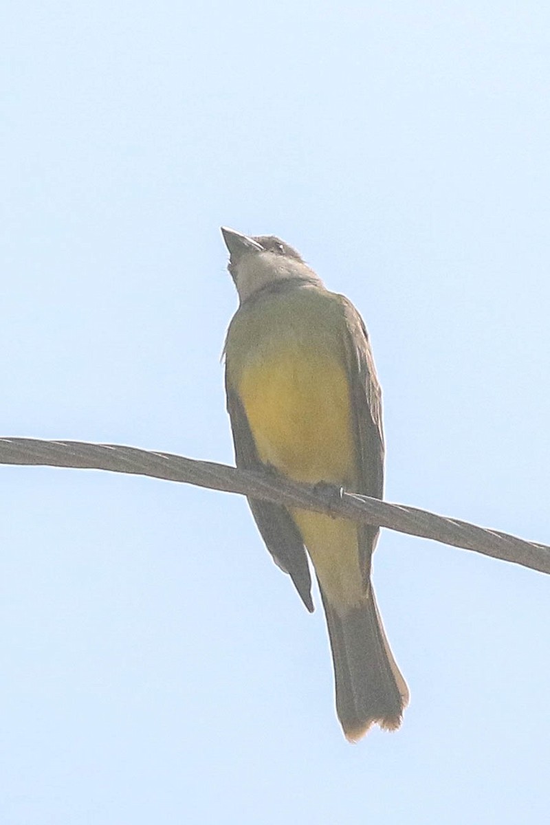 Tropical Kingbird - ML626494643