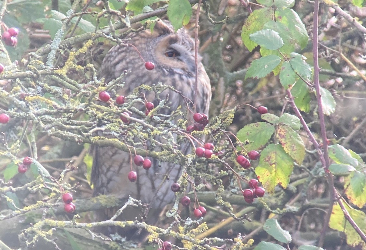 Long-eared Owl - ML626494653