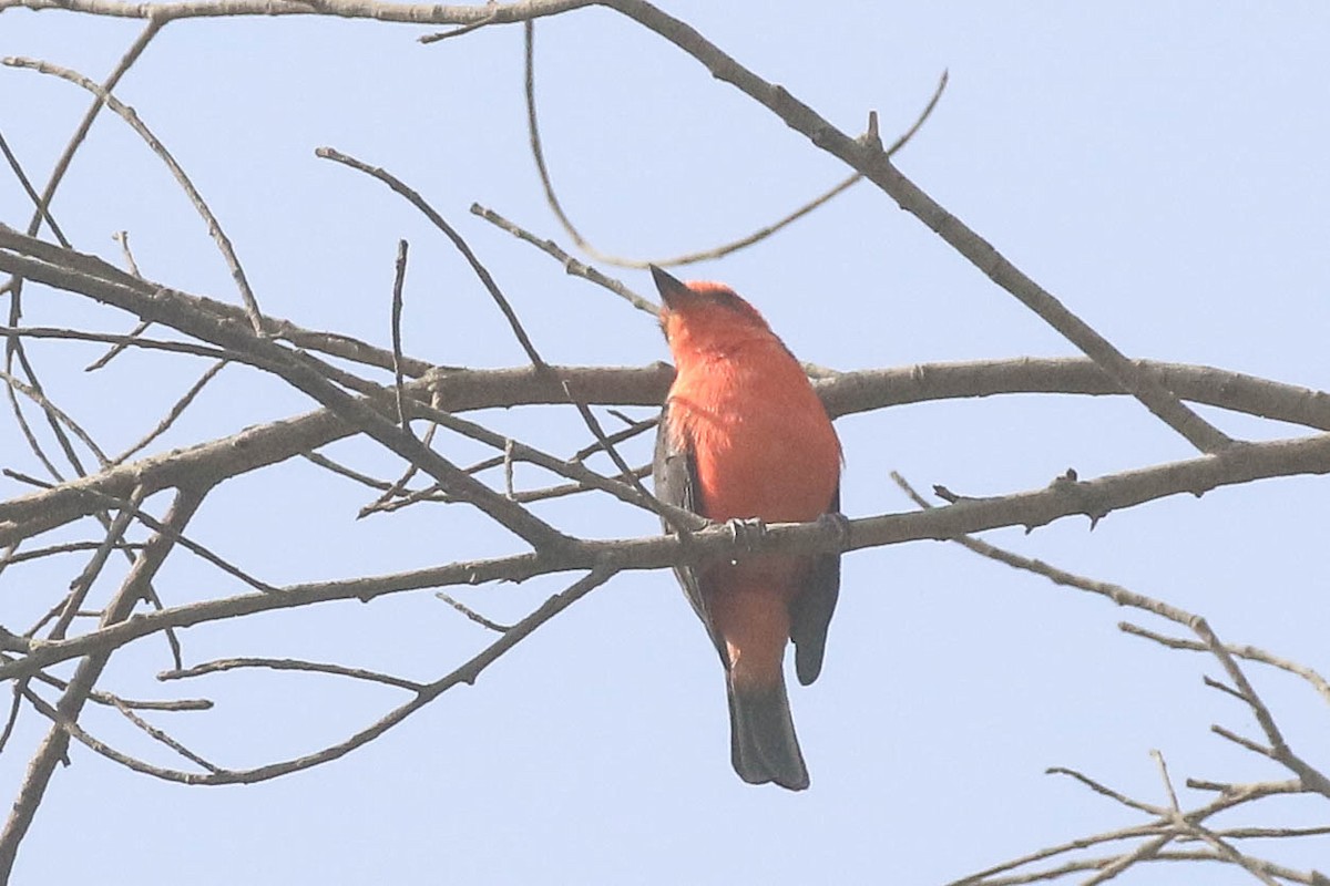Vermilion Flycatcher - ML626494654