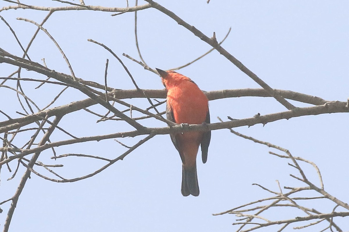 Vermilion Flycatcher - ML626494655