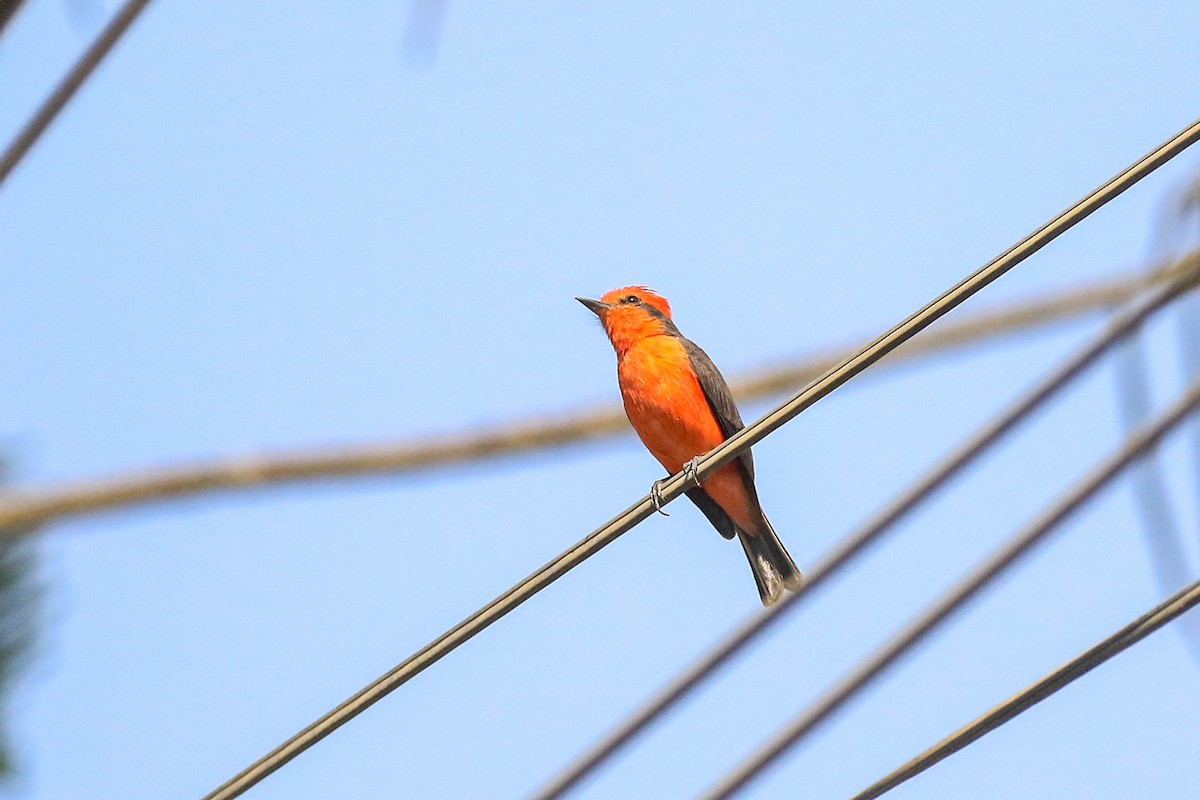 Vermilion Flycatcher - ML626494656
