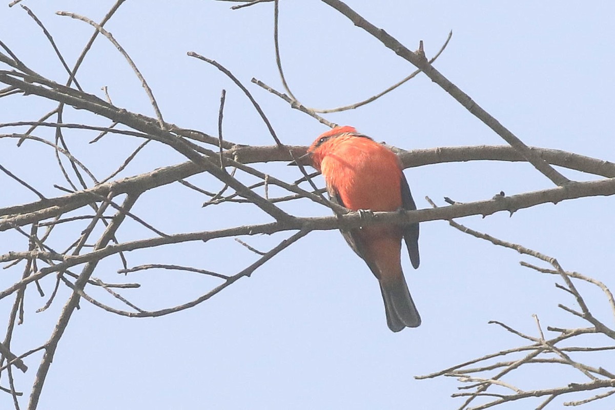 Vermilion Flycatcher - ML626494657