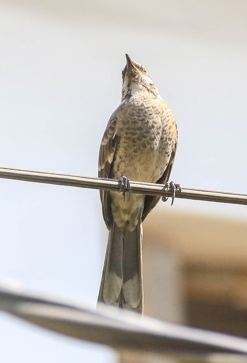 Long-tailed Mockingbird - ML626494661
