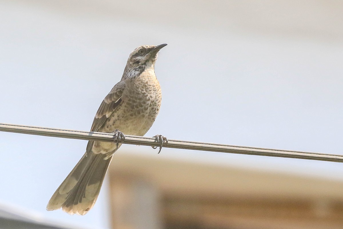 Long-tailed Mockingbird - ML626494662
