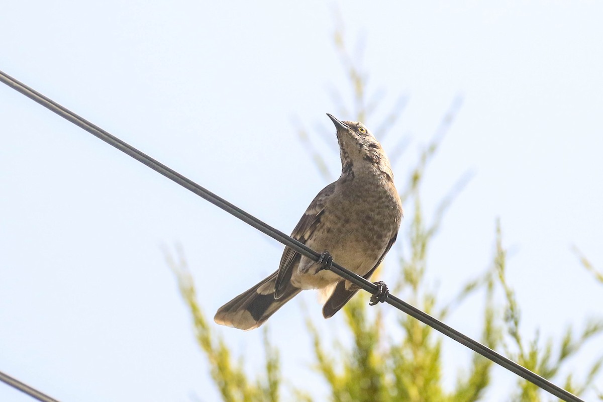Long-tailed Mockingbird - ML626494695