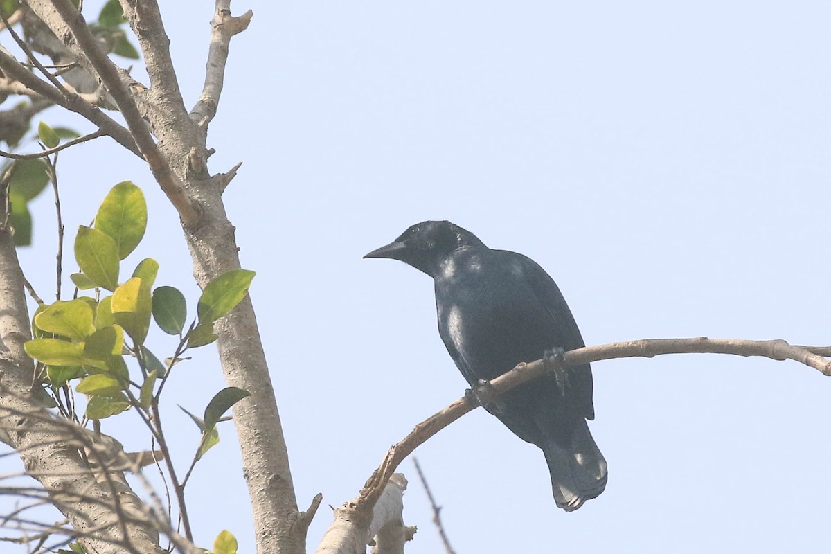 Scrub Blackbird - ML626494700