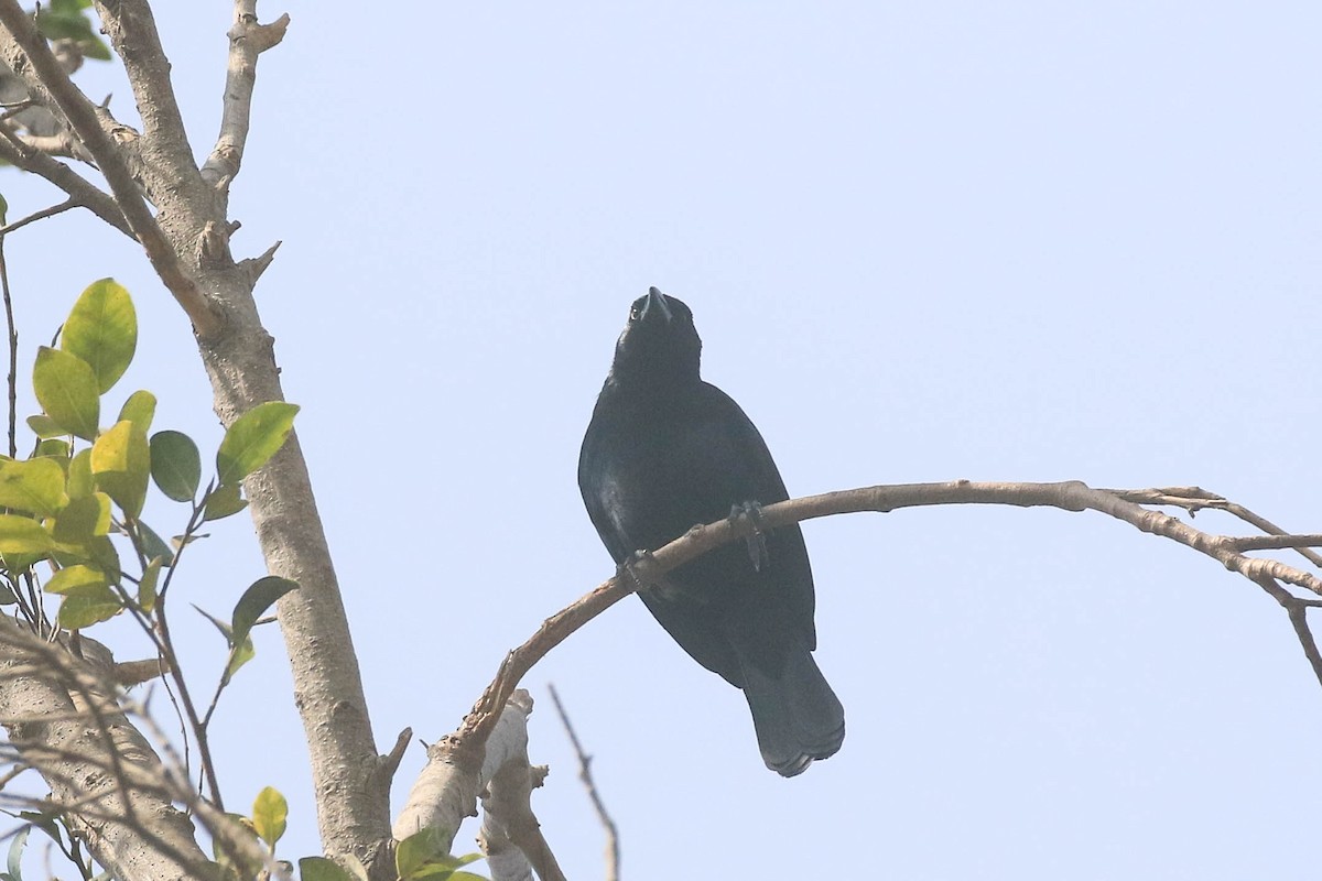 Scrub Blackbird - ML626494701