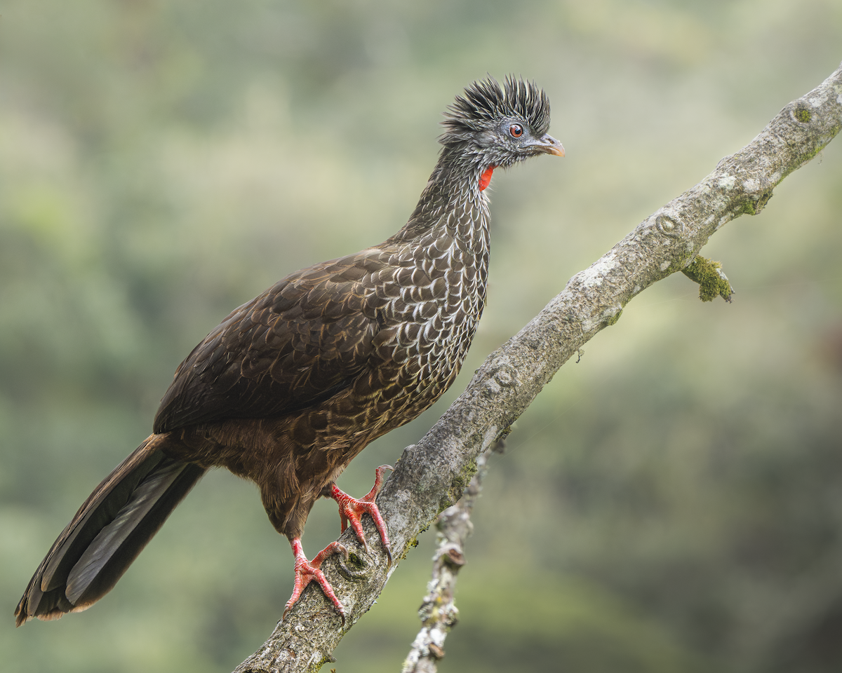 Andean Guan - ML626494737