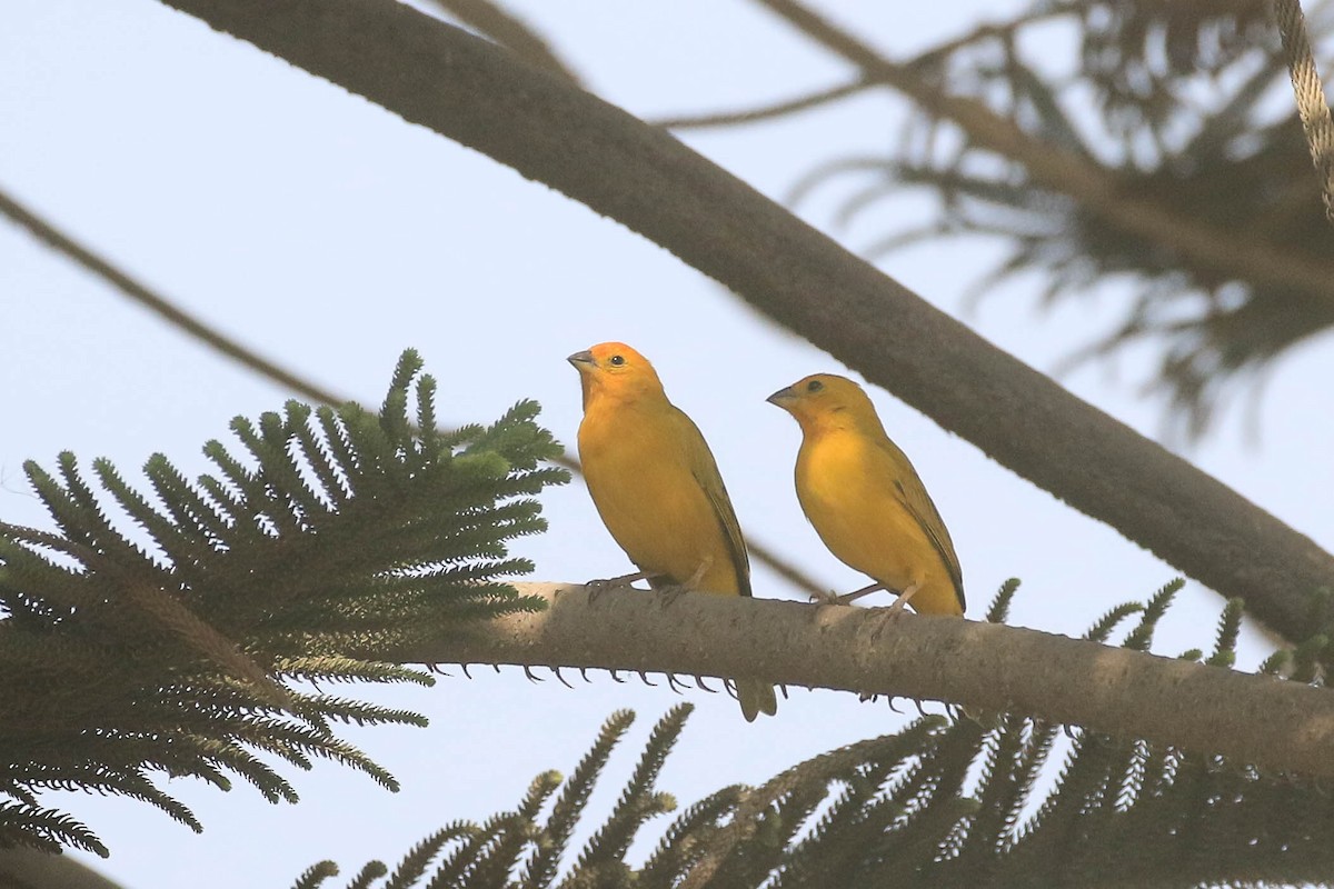 Saffron Finch - ML626494738