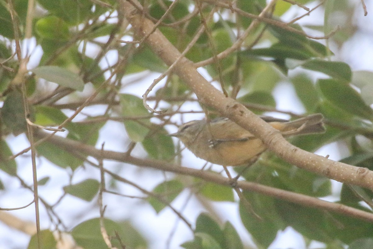 Cinereous Conebill - ML626494747