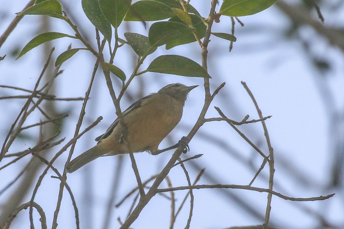 Cinereous Conebill - ML626494748