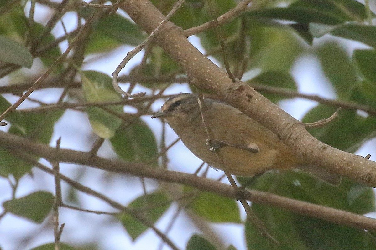 Cinereous Conebill - ML626494749