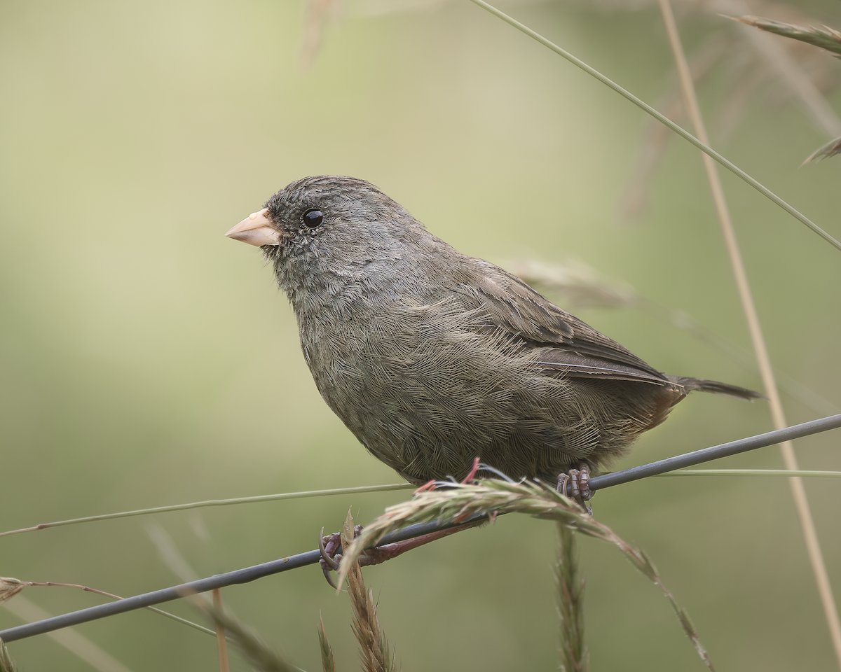 Paramo Seedeater - ML626494778