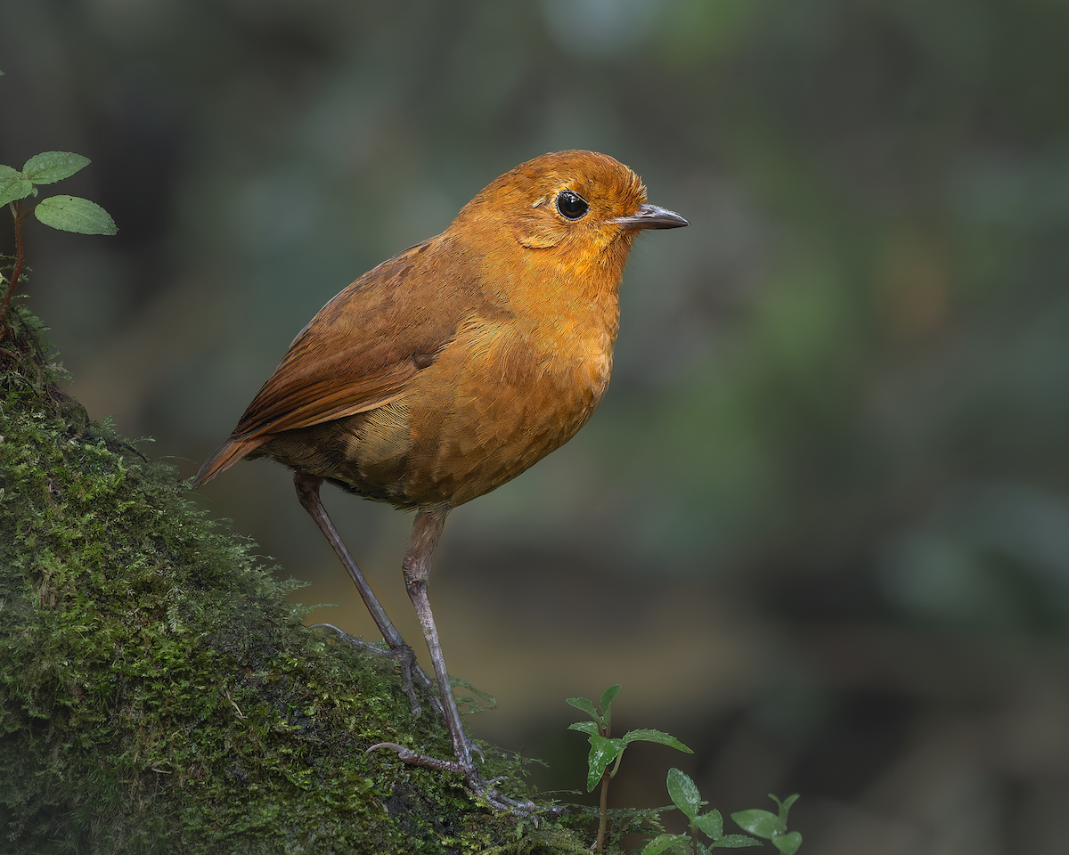 Equatorial Antpitta - ML626494805