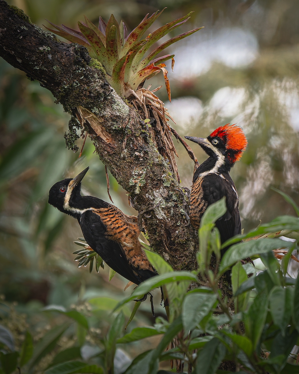 Powerful Woodpecker - ML626494927