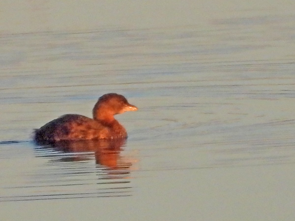 Pied-billed Grebe - ML626494995